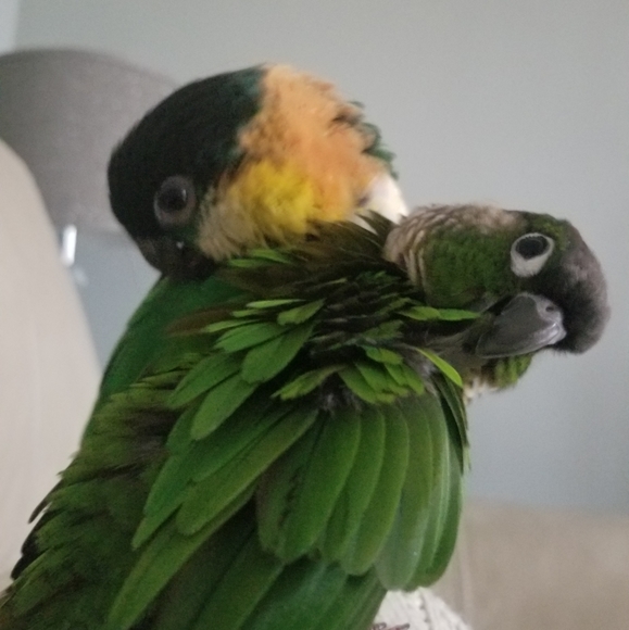 Meet your ambassador & Posher @P0shah0lic - Picture 5 of 12